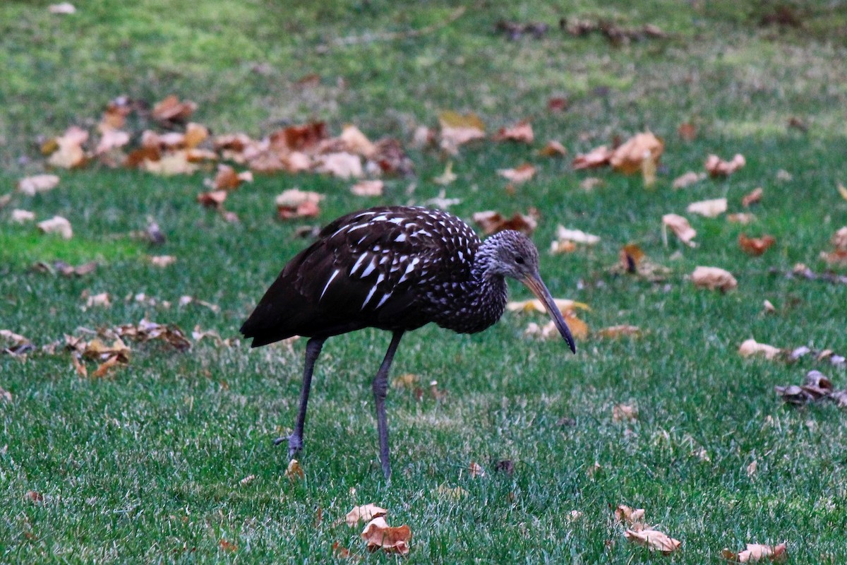 Limpkin - ML646302647
