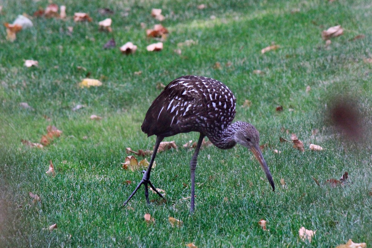 Limpkin - ML646302648