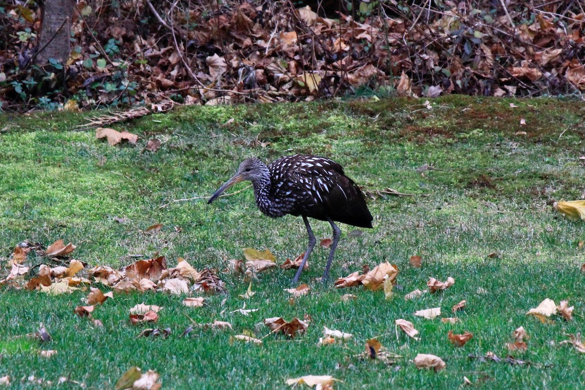 Limpkin - ML646302650