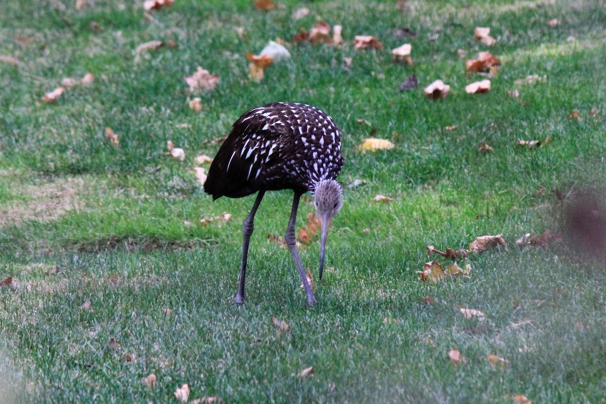 Limpkin - ML646302651