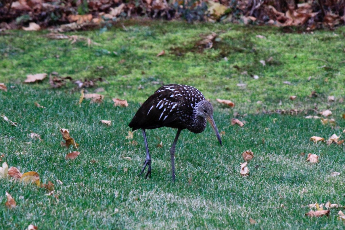 Limpkin - ML646302652