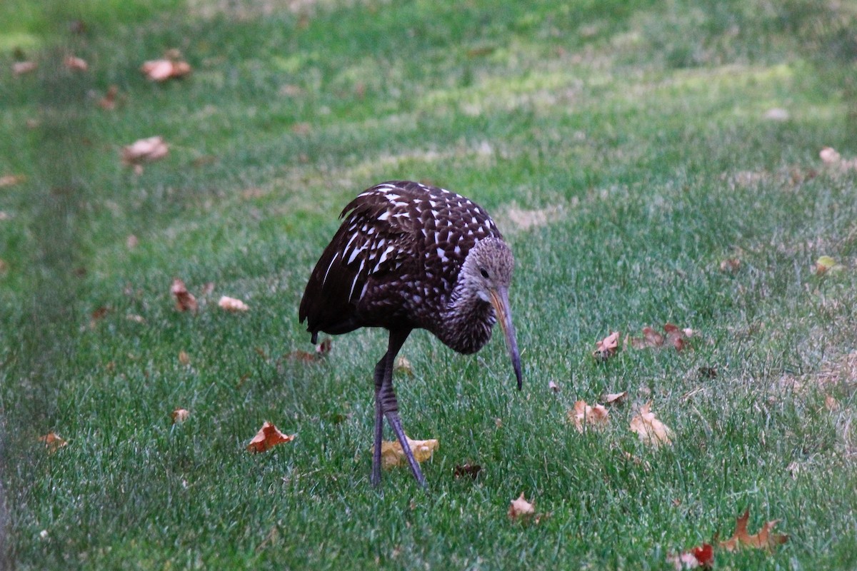 Limpkin - ML646302653