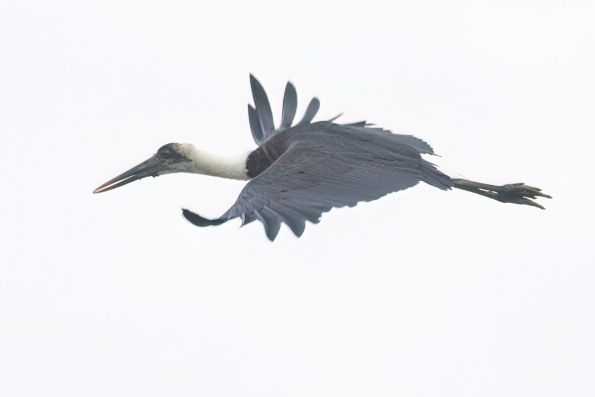 African Woolly-necked Stork - ML646302654