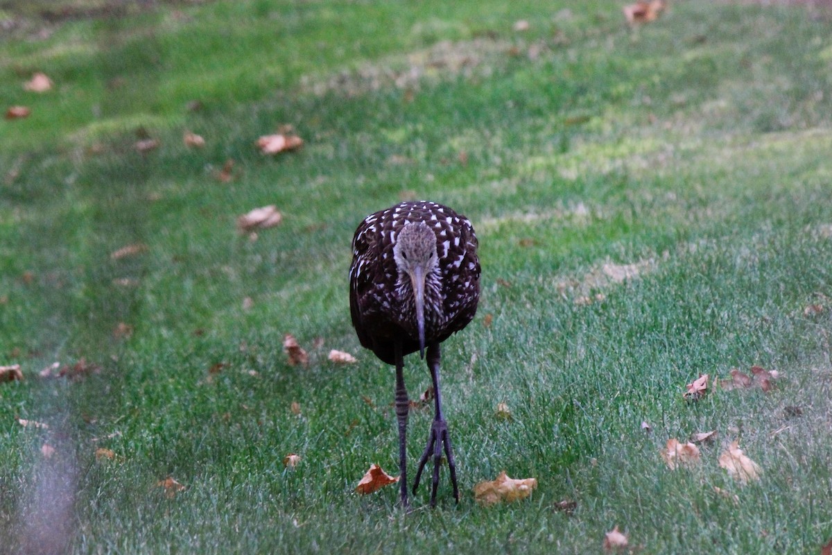 Limpkin - ML646302655