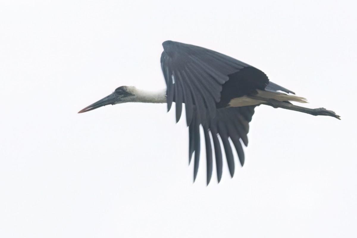 African Woolly-necked Stork - ML646302656