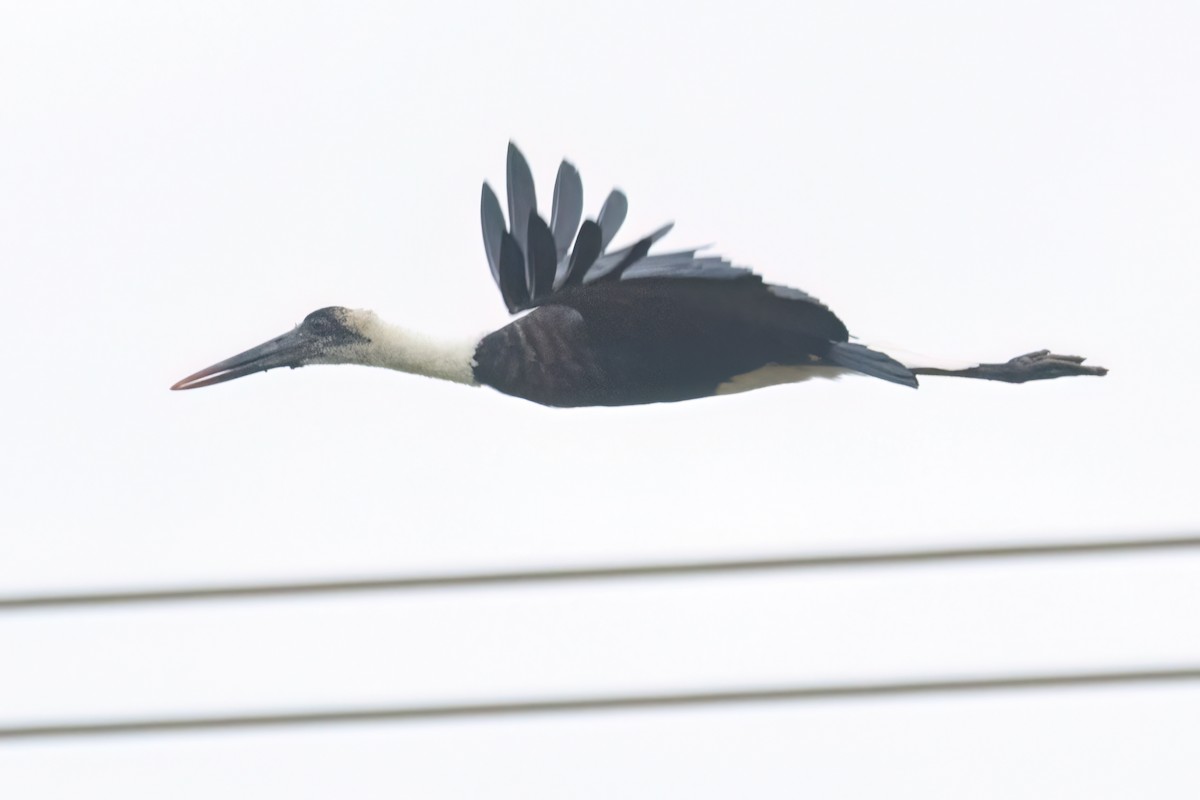 African Woolly-necked Stork - ML646302657