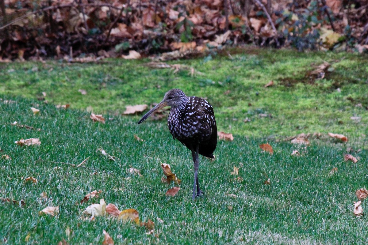 Limpkin - ML646302658