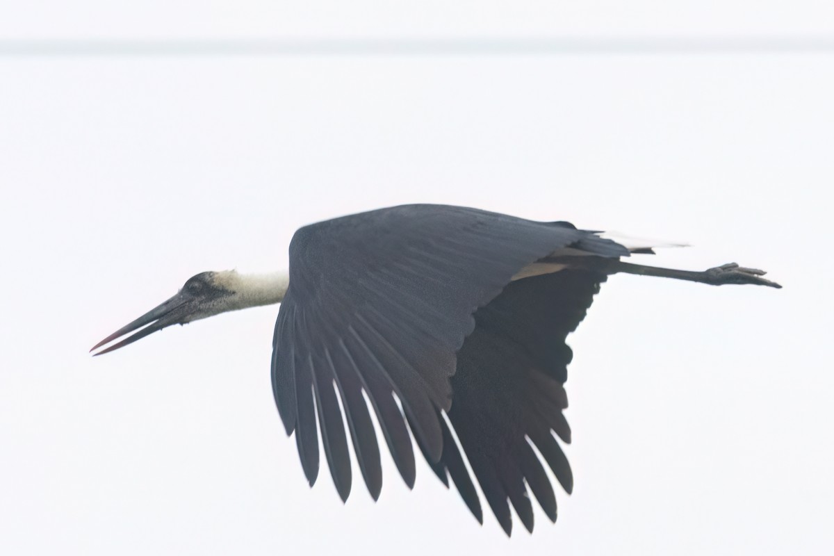 African Woolly-necked Stork - ML646302659
