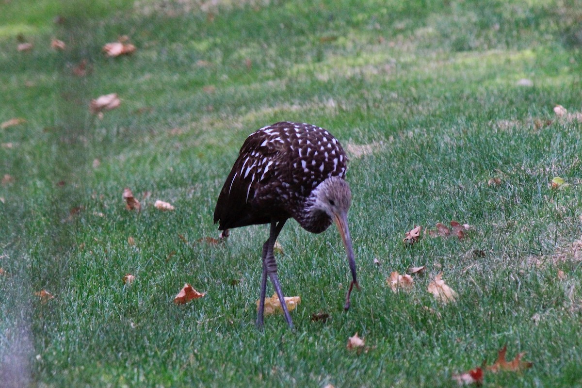 Limpkin - ML646302660