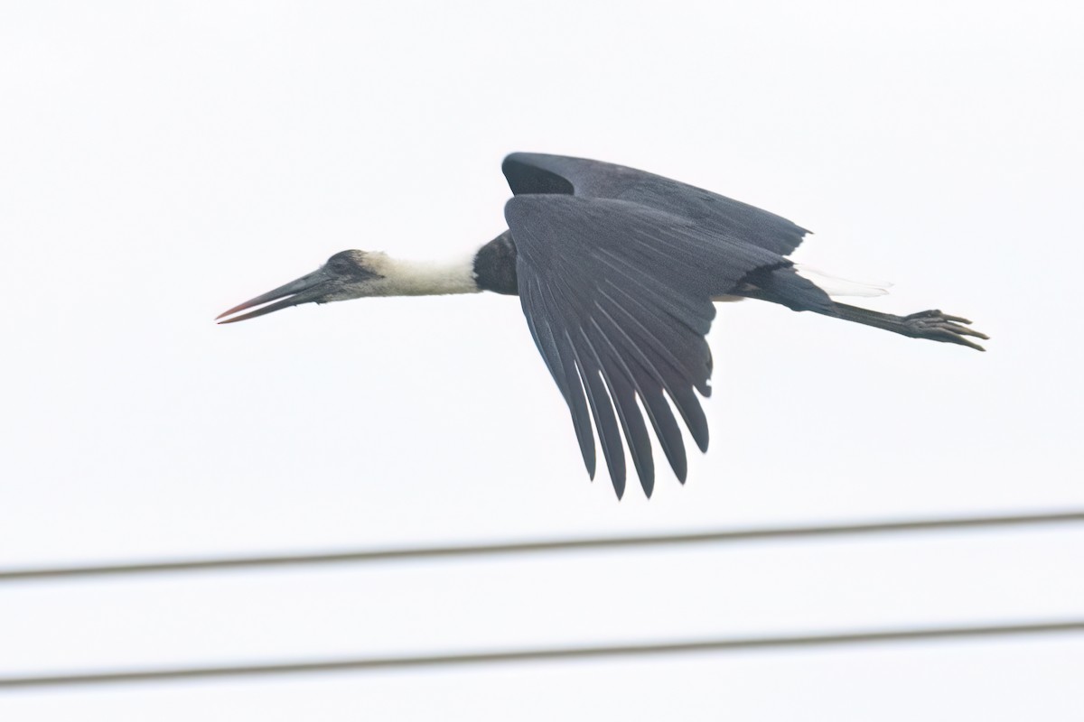 African Woolly-necked Stork - ML646302661