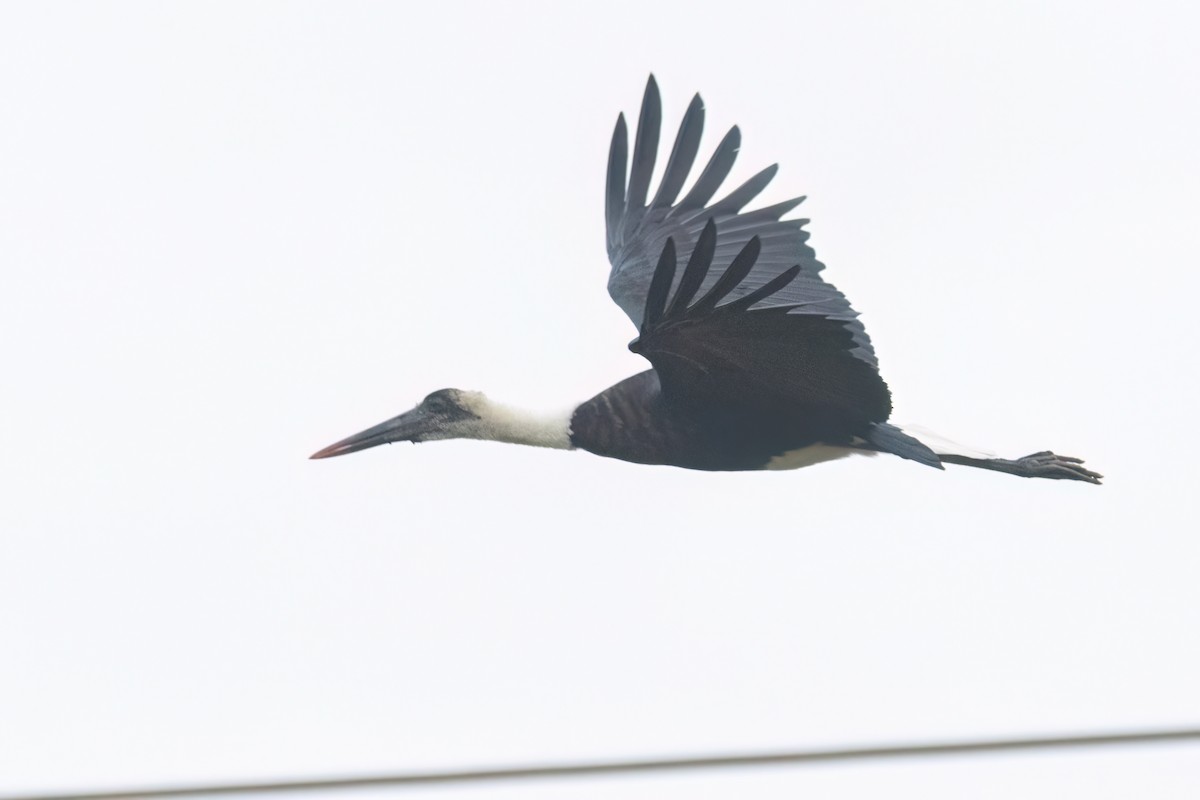 African Woolly-necked Stork - ML646302662