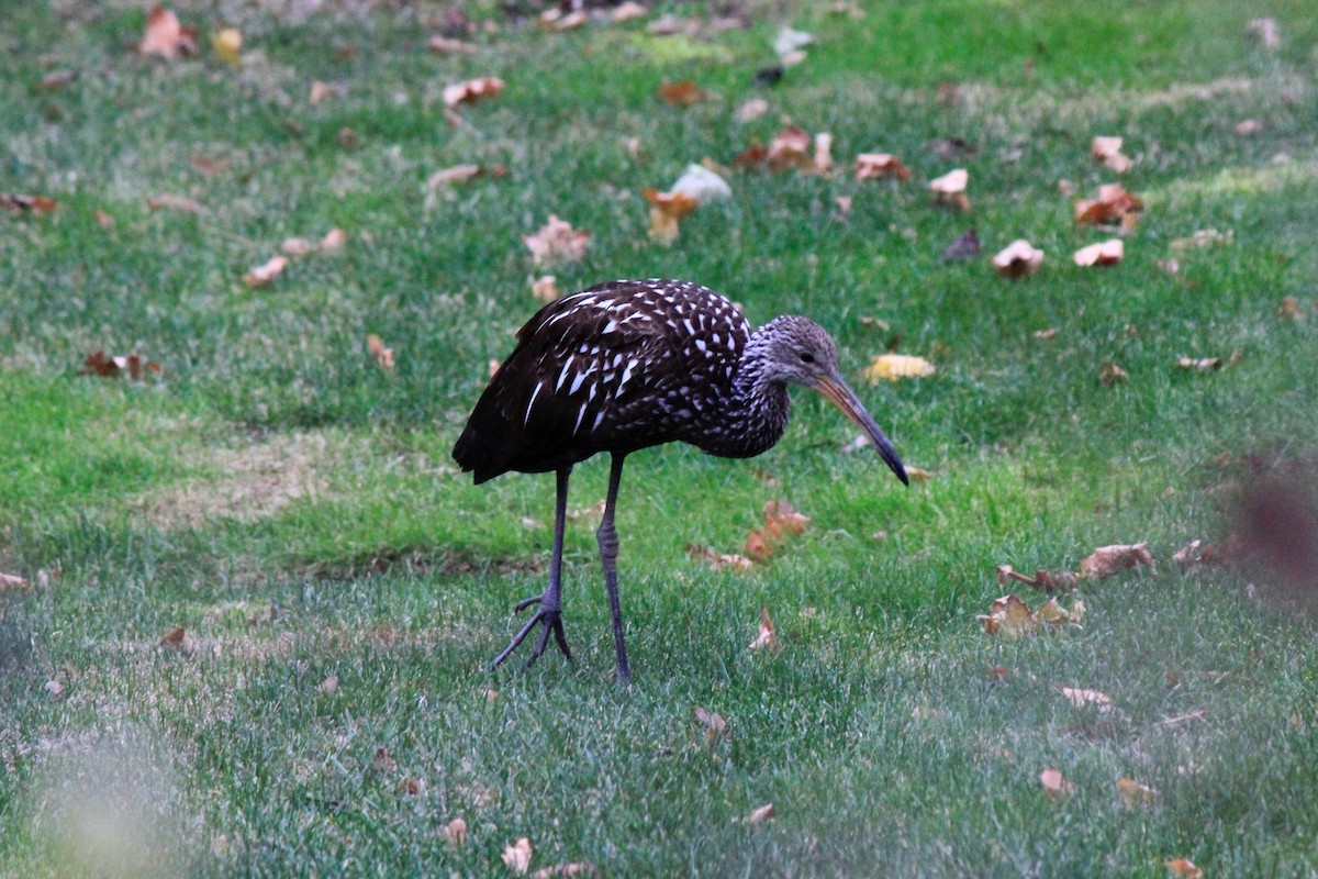 Limpkin - ML646302663