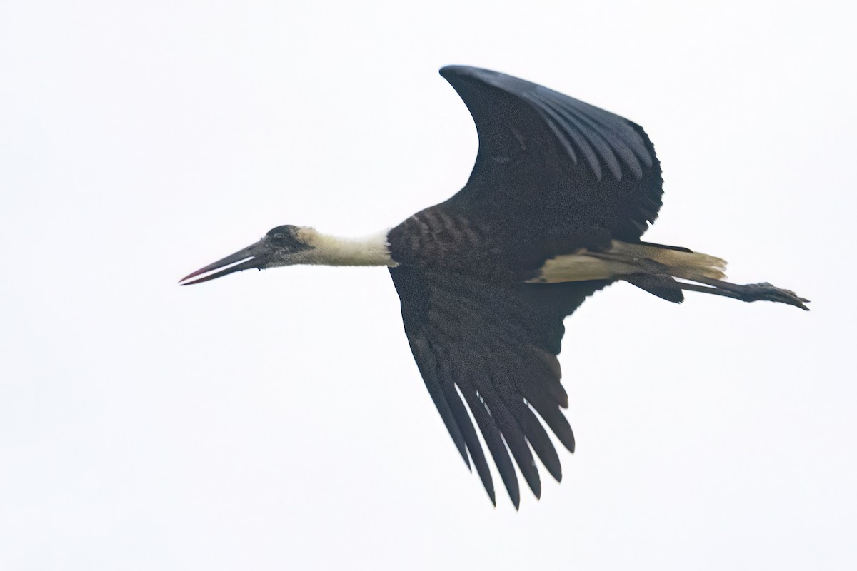 African Woolly-necked Stork - ML646302664