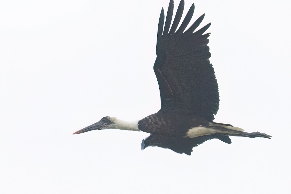 African Woolly-necked Stork - ML646302665