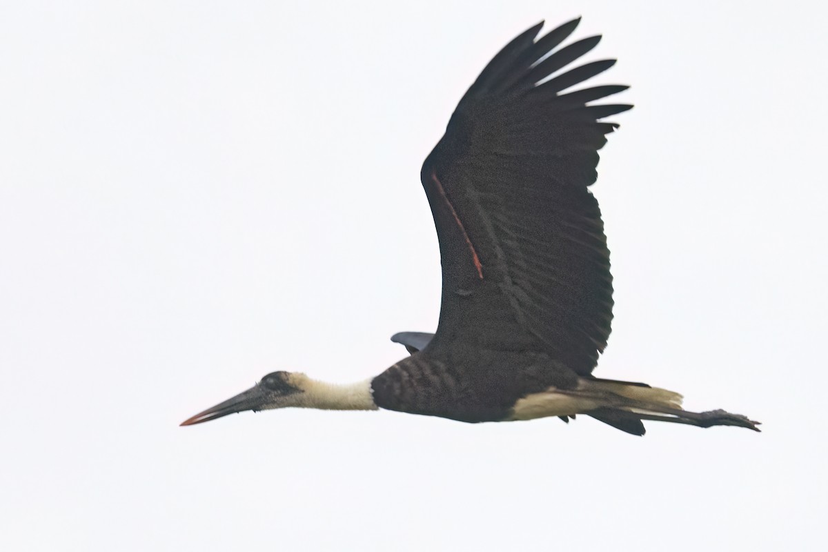 African Woolly-necked Stork - ML646302666