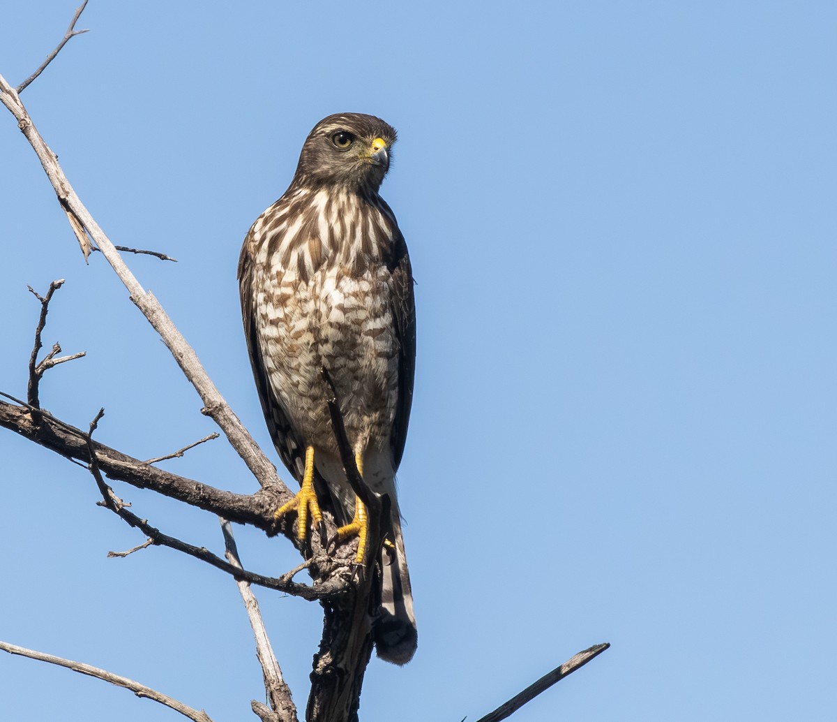 Roadside Hawk - ML646302667