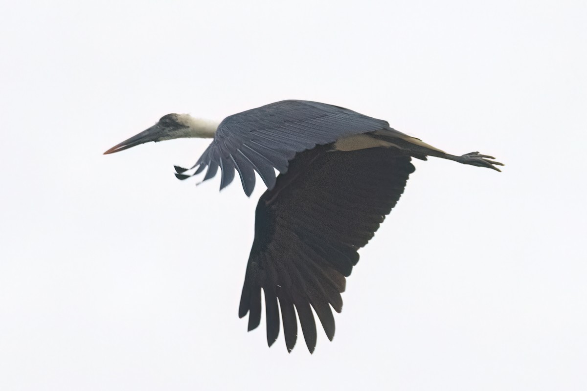 African Woolly-necked Stork - ML646302668