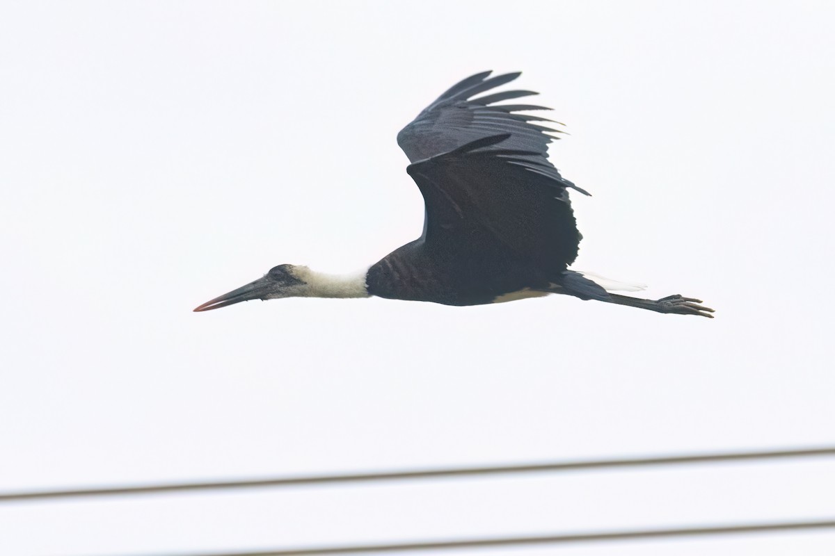 African Woolly-necked Stork - ML646302669