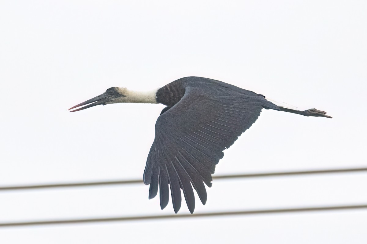 African Woolly-necked Stork - ML646302670