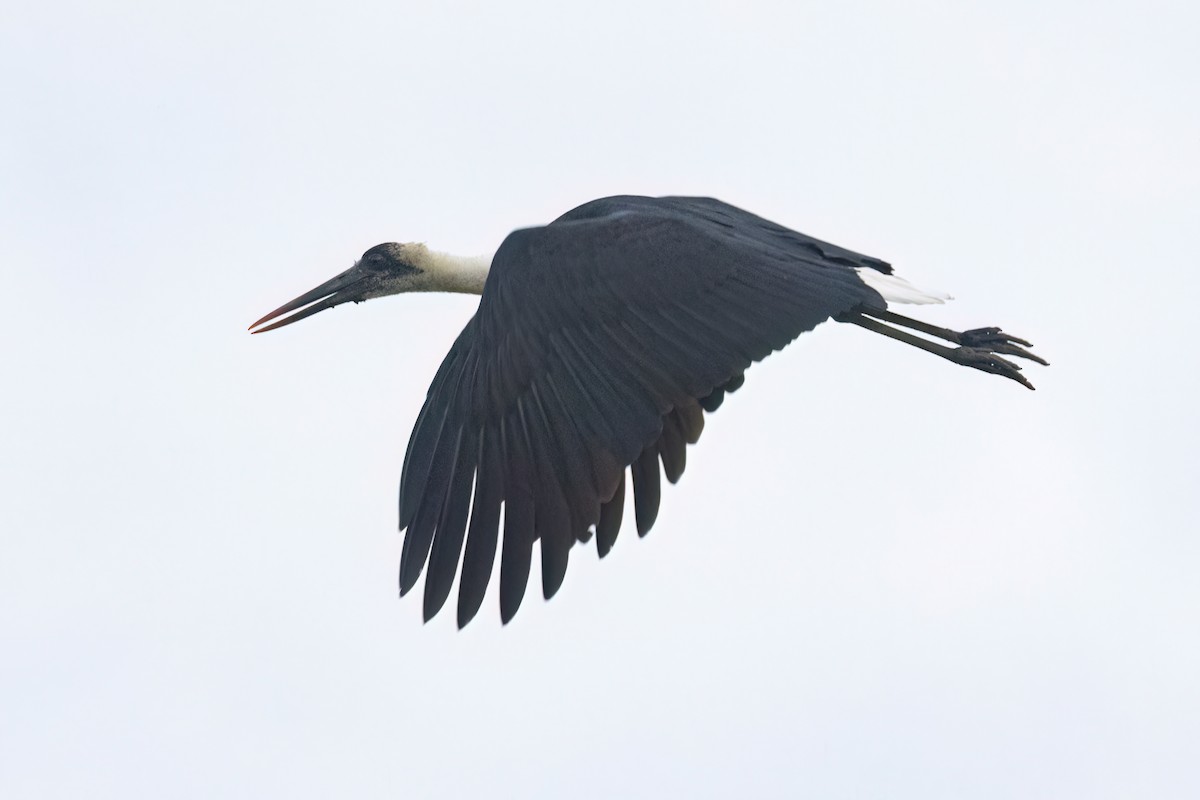 African Woolly-necked Stork - ML646302671