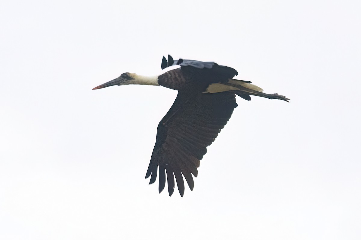 African Woolly-necked Stork - ML646302672