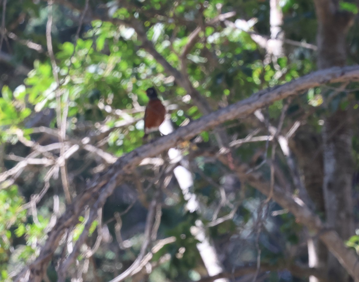 American Robin - ML646302674