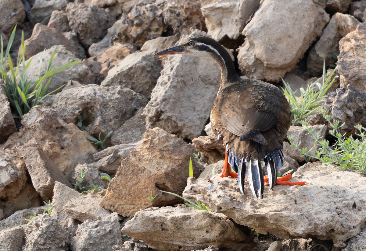 African Finfoot - ML646302675