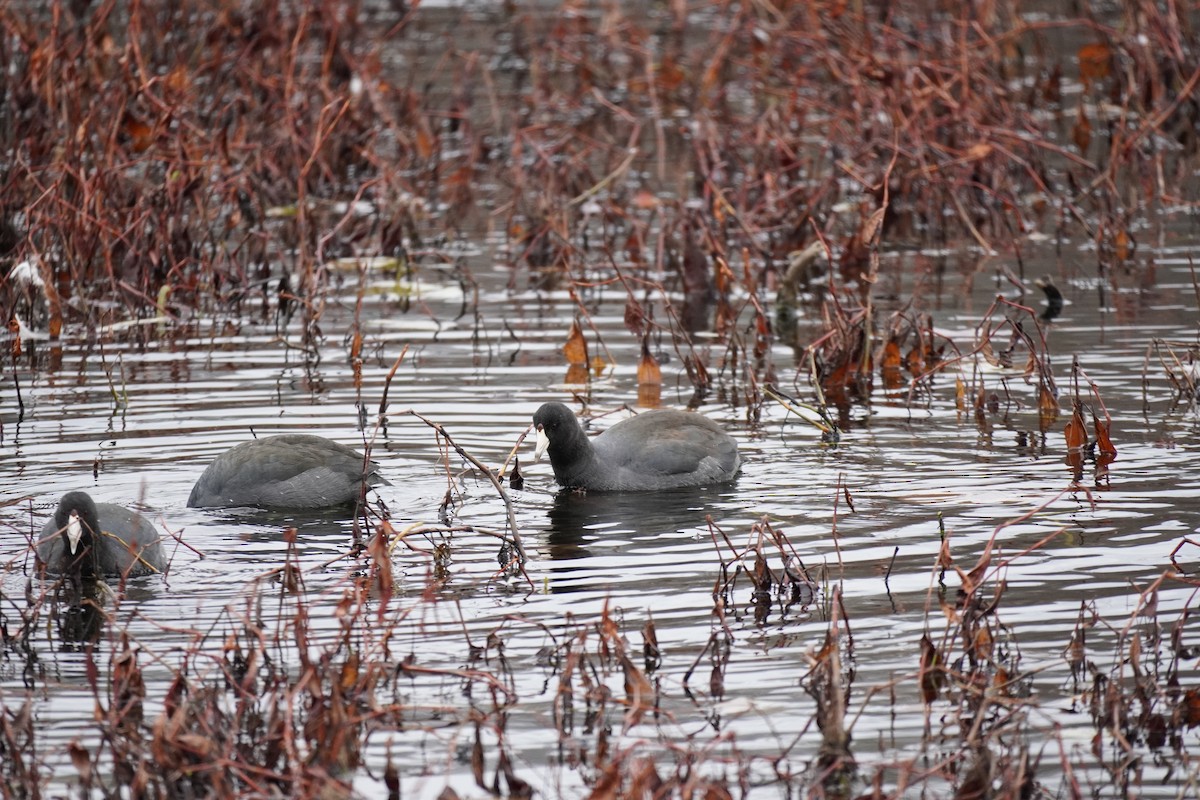 American Coot - ML646302677