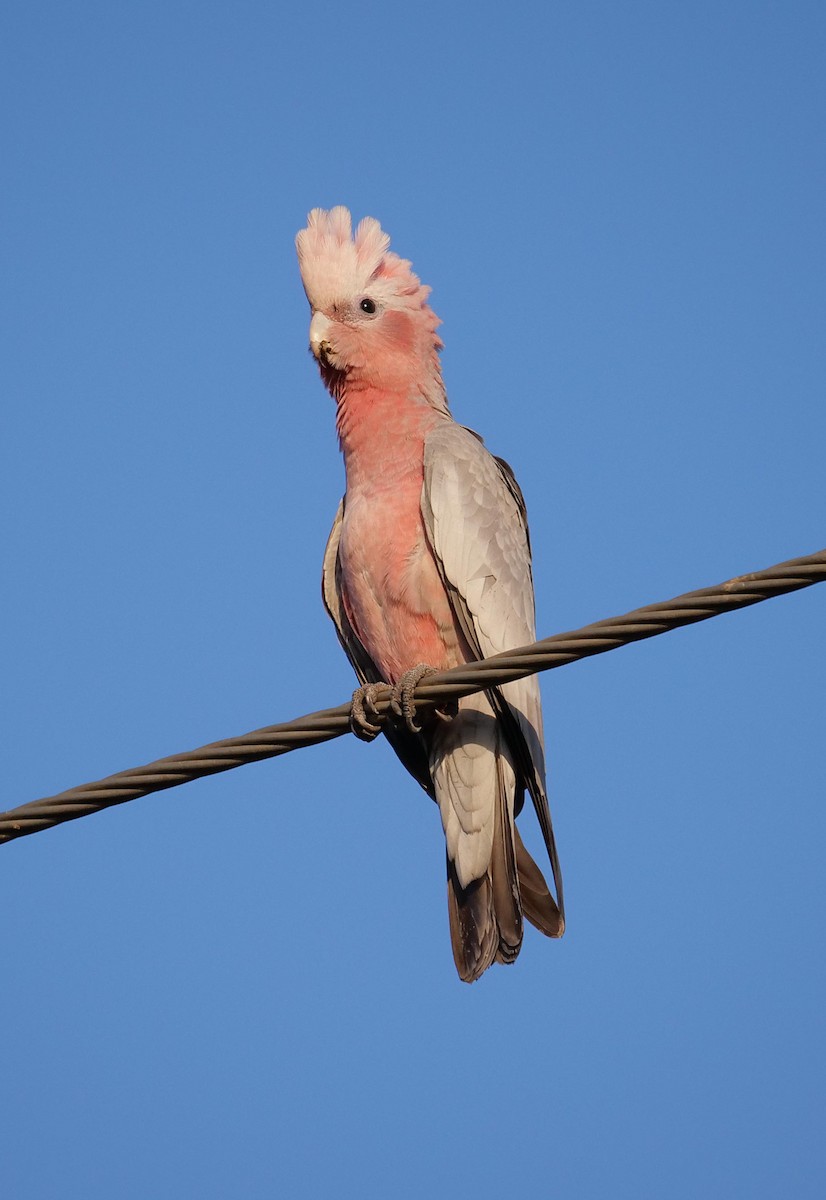 Galah - ML646302678