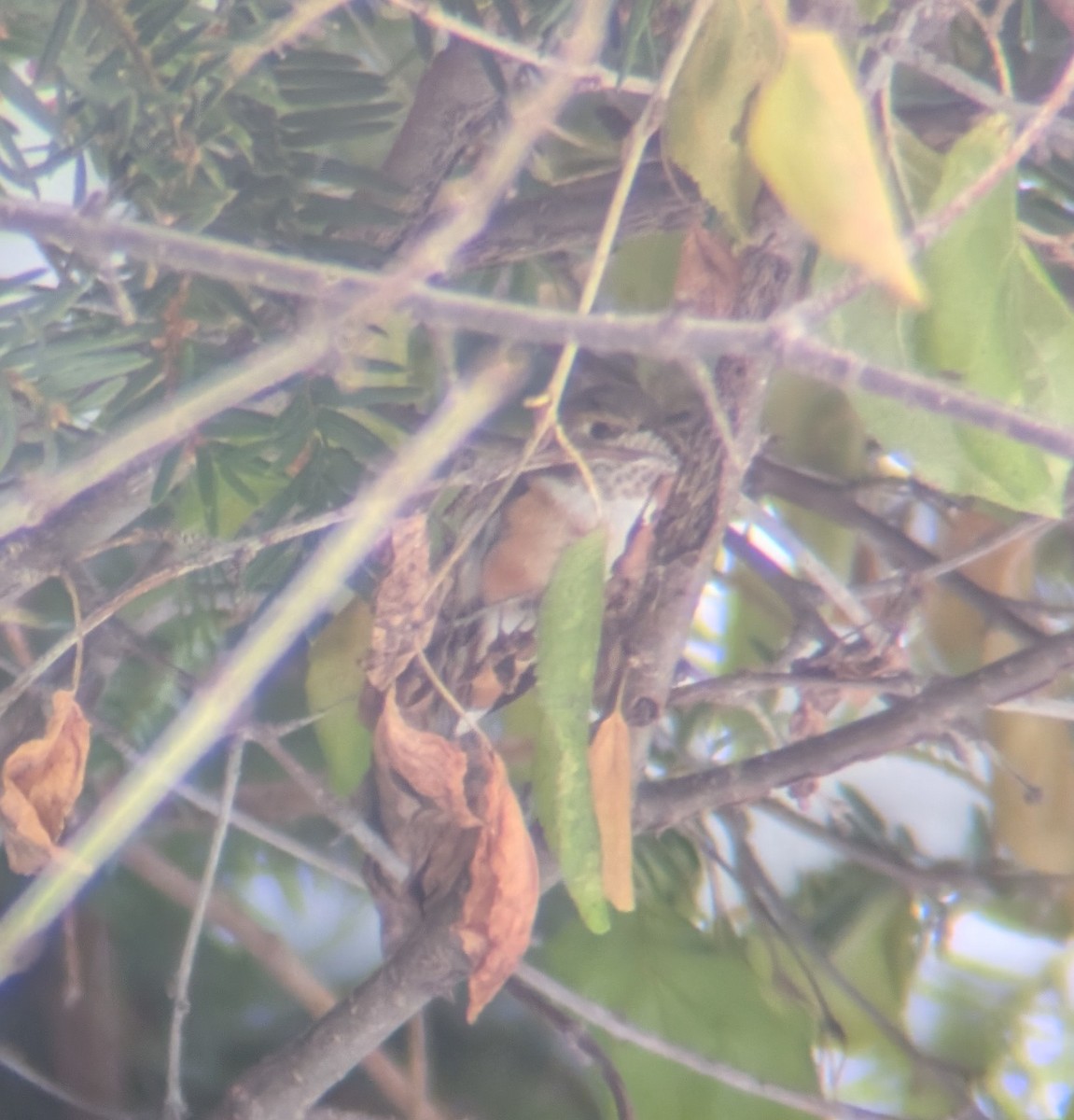 Rufous Hummingbird - ML646302679