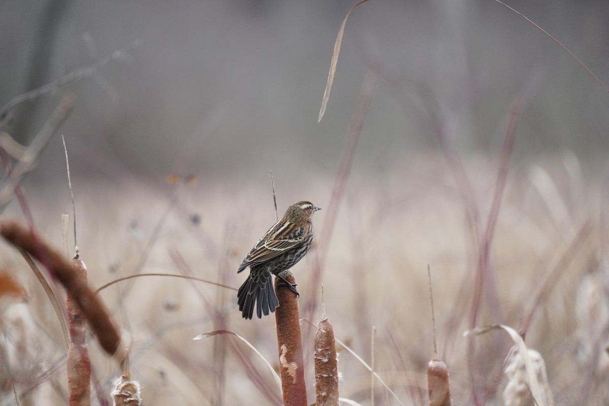 Red-winged Blackbird - ML646302680