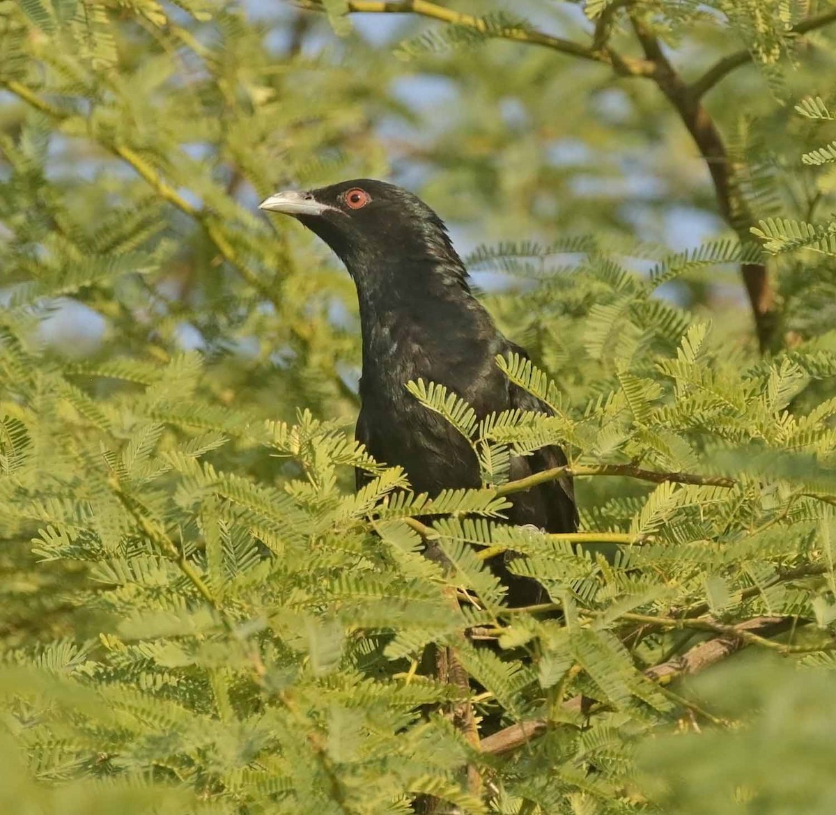 Asian Koel - ML646302681