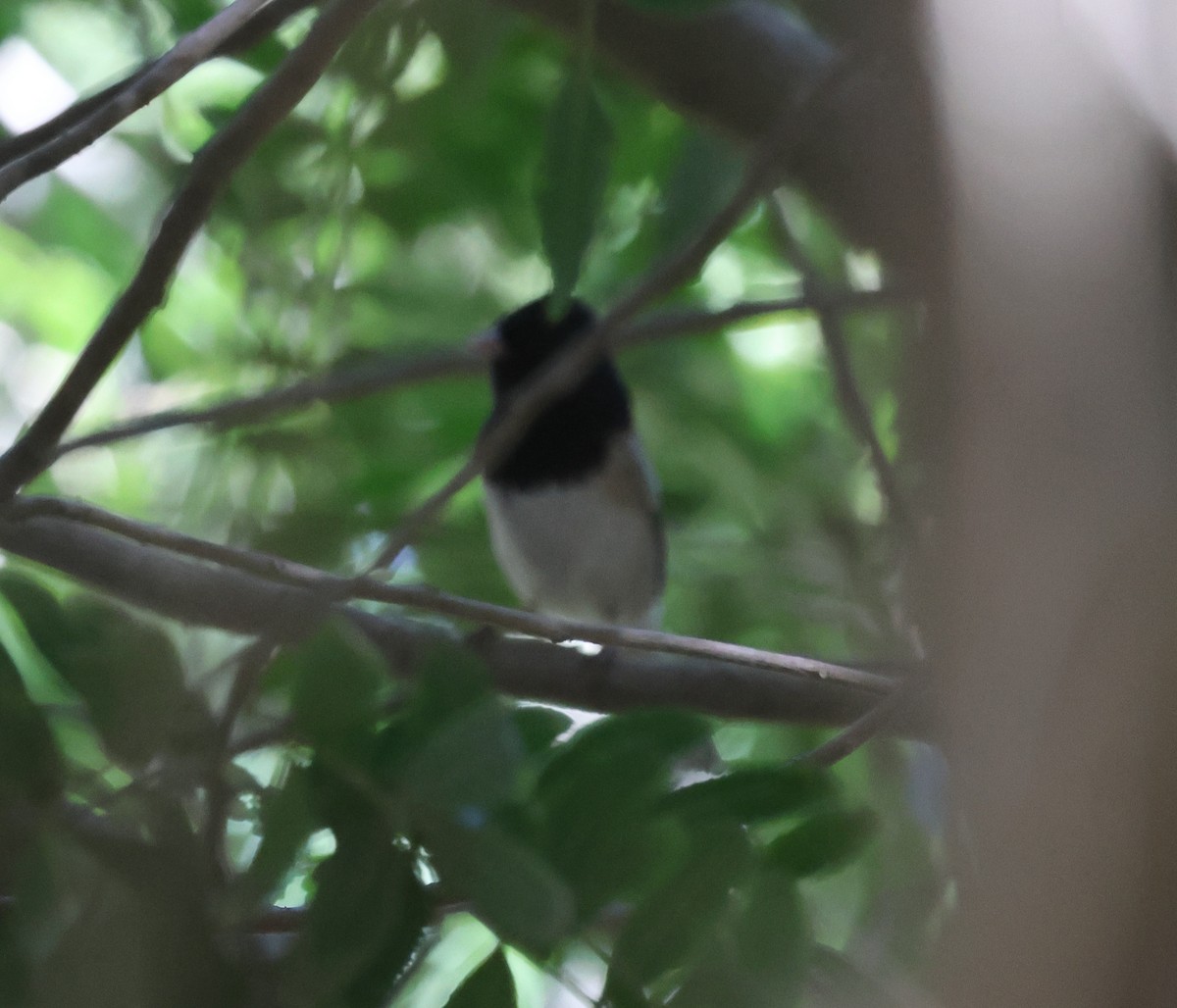 Dark-eyed Junco (Oregon) - ML646302682