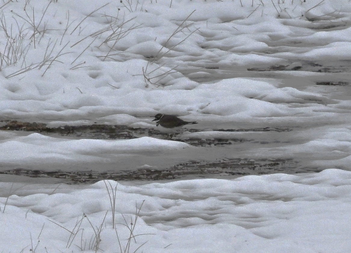 Killdeer - ML646302683