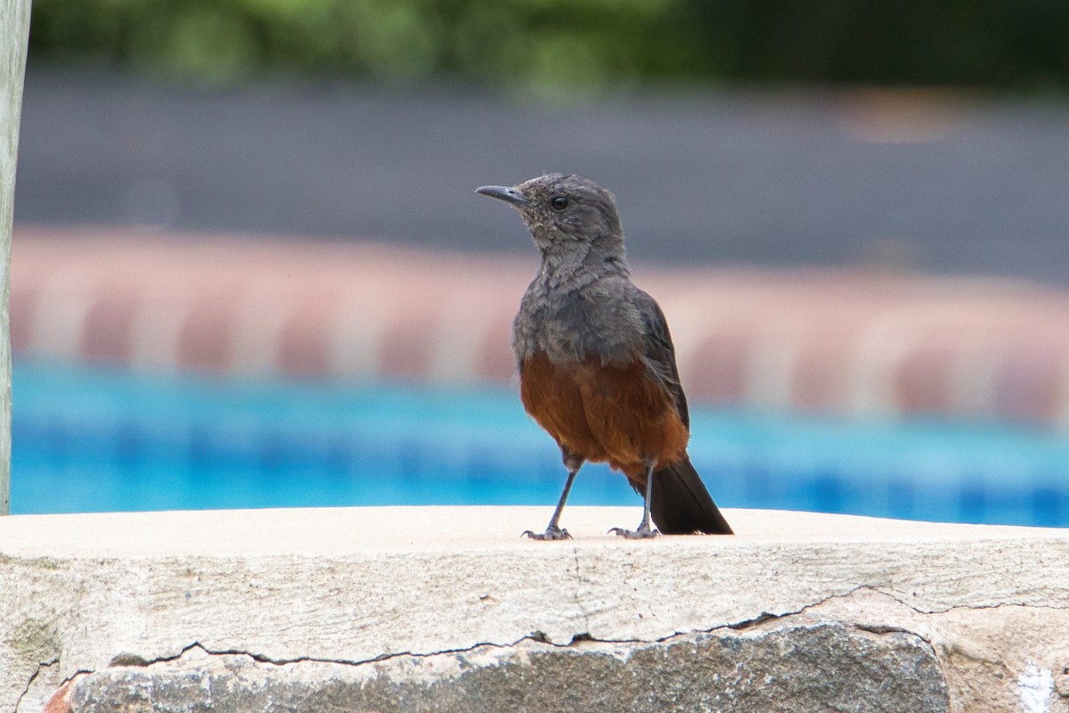 Mocking Cliff-Chat - ML646302684