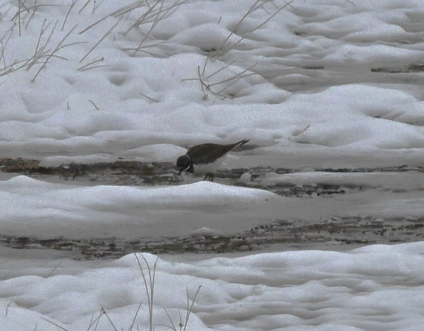 Killdeer - ML646302685