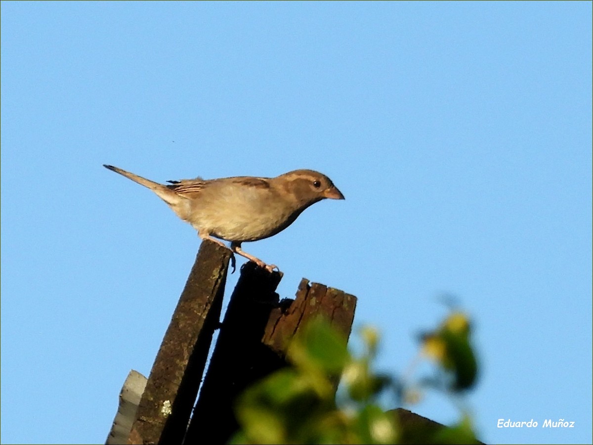 House Sparrow - ML646302686