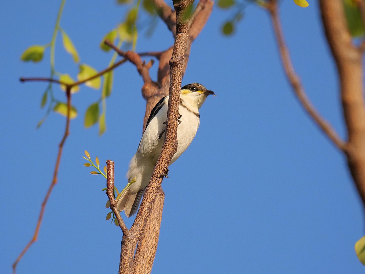 Banded Honeyeater - ML646302694