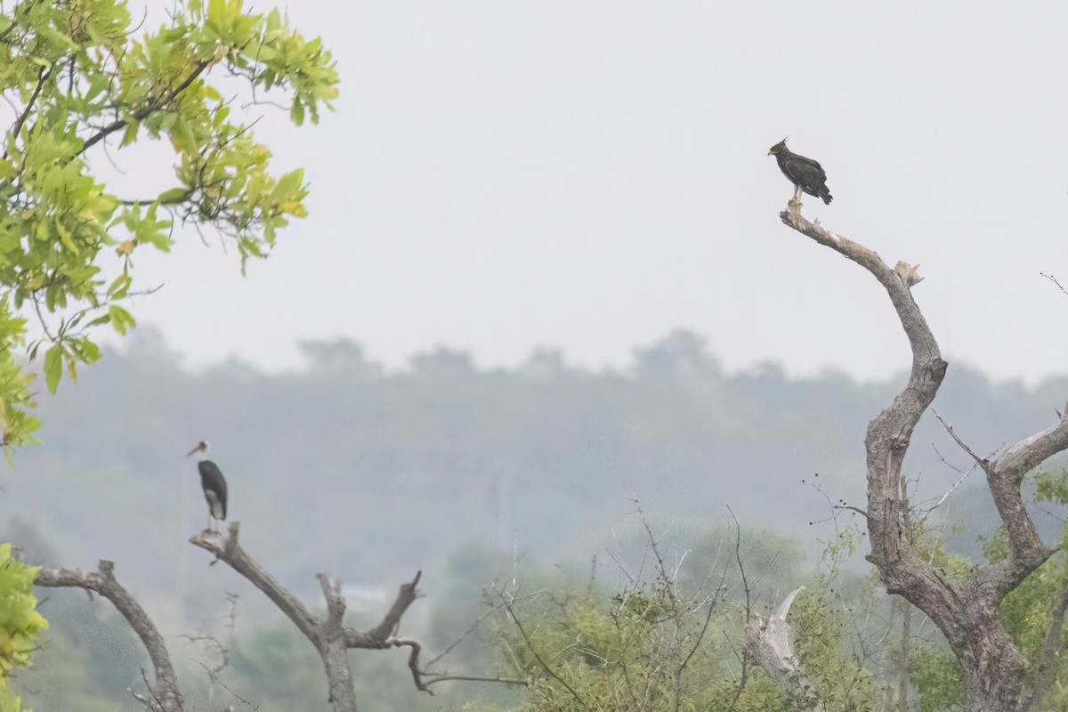 Long-crested Eagle - ML646302697