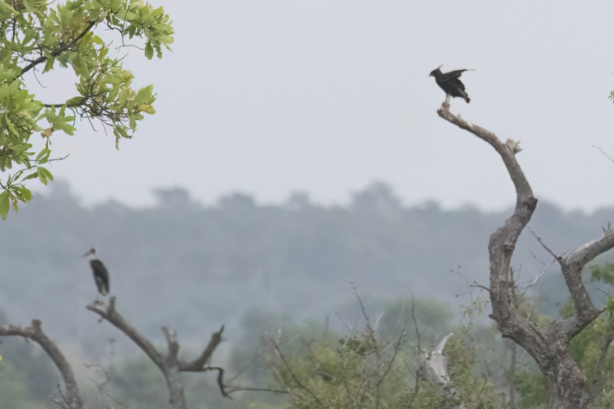 Long-crested Eagle - ML646302698