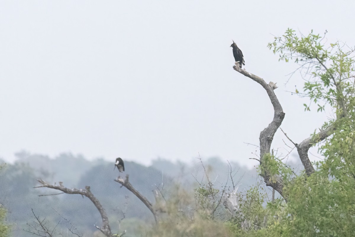 Long-crested Eagle - ML646302700