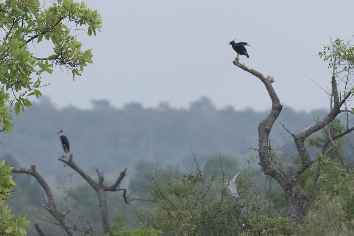 Long-crested Eagle - ML646302701