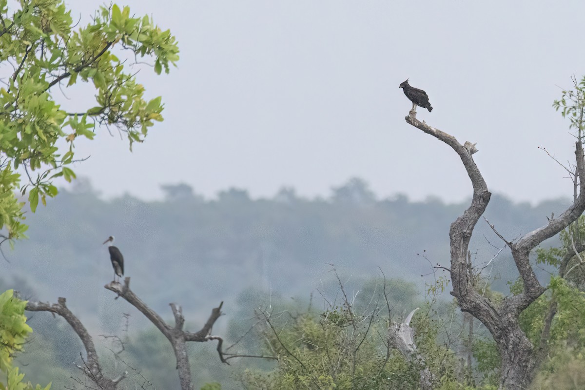 Long-crested Eagle - ML646302702