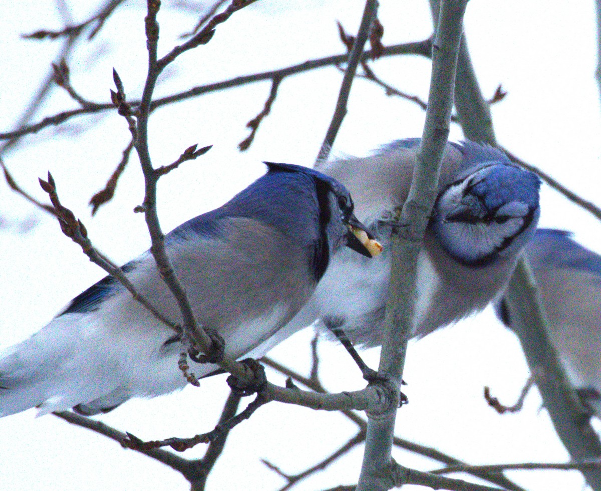 Blue Jay - ML646302703
