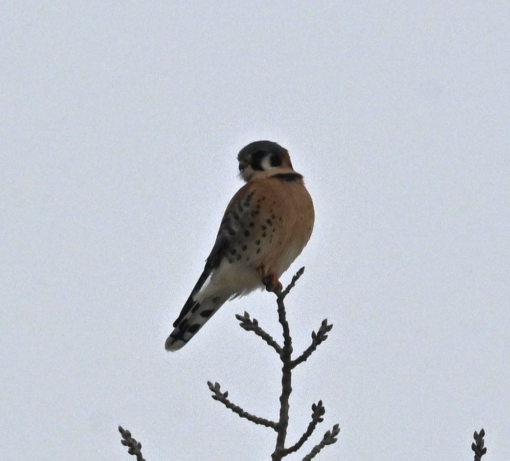 בז אמריקני - ML646302708