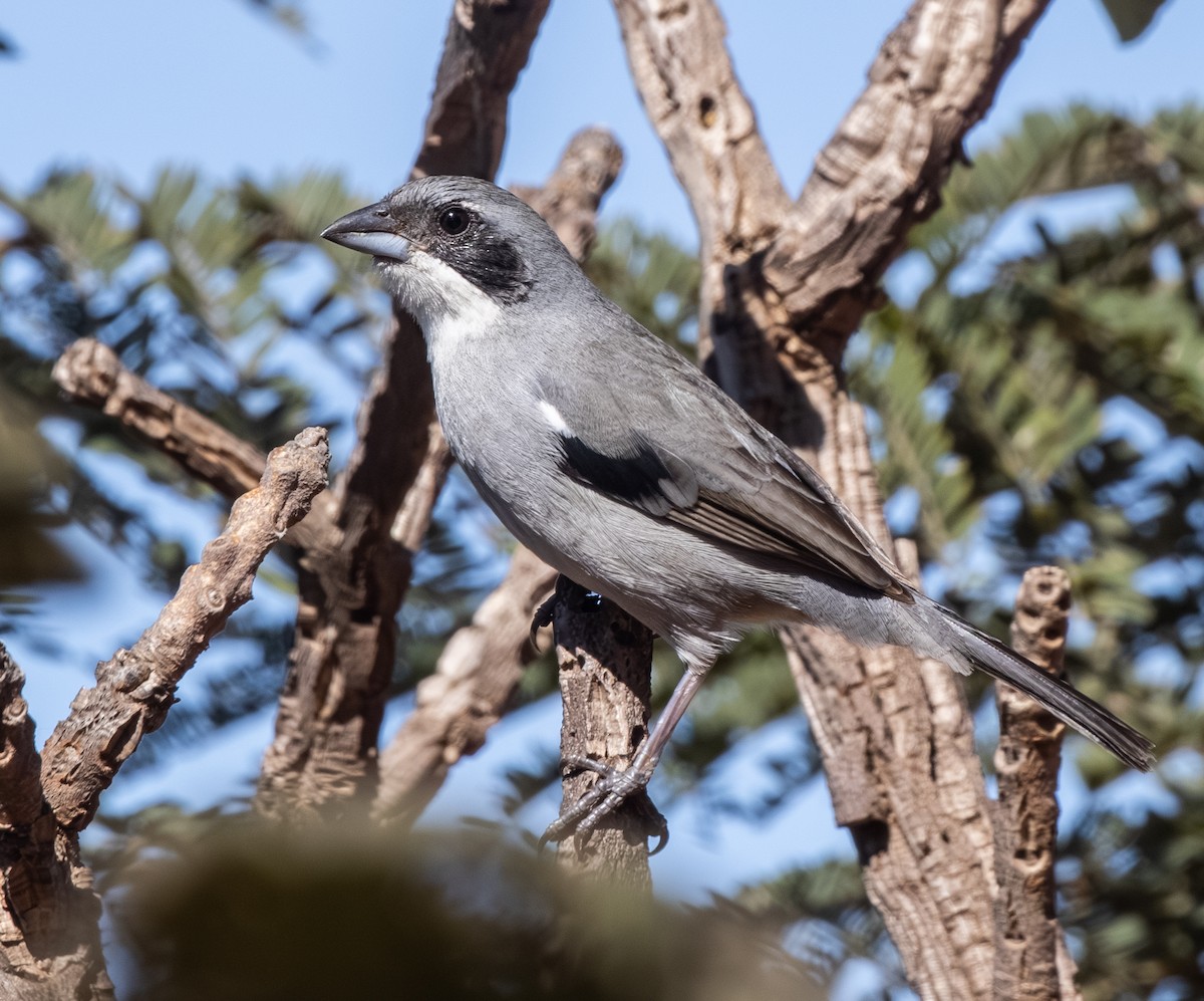 White-banded Tanager - ML646302709