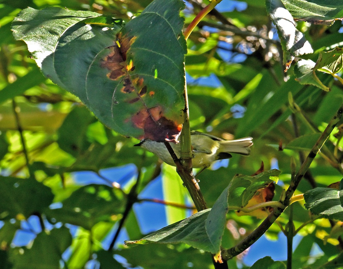 Ashy-throated Warbler - ML646302710