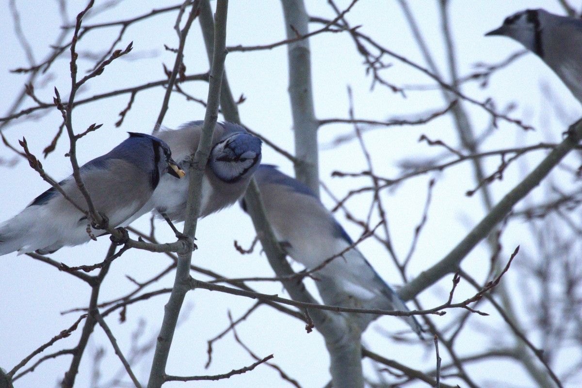 Blue Jay - ML646302713