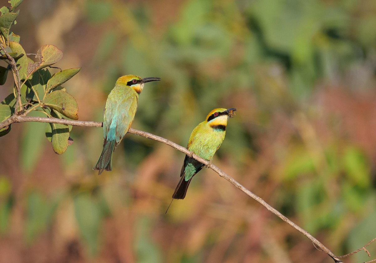 Rainbow Bee-eater - ML646302714