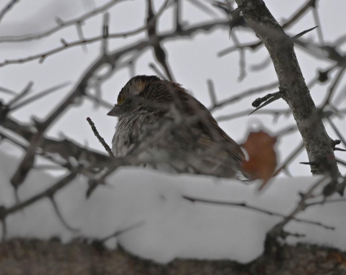 גיבתונית לבנת-גרון - ML646302715